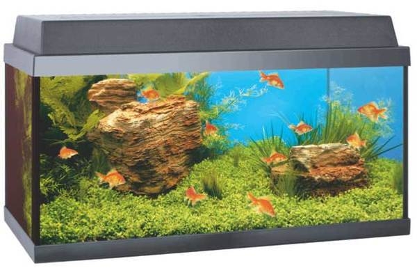 juwel korall 60 goldfish aquarium review